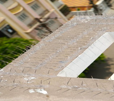 Rooftop bird spikes protecting a terrace